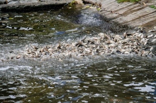 Дело скользкое, но нужное: как в реку Днепр выпустили мальков и кто поставщик