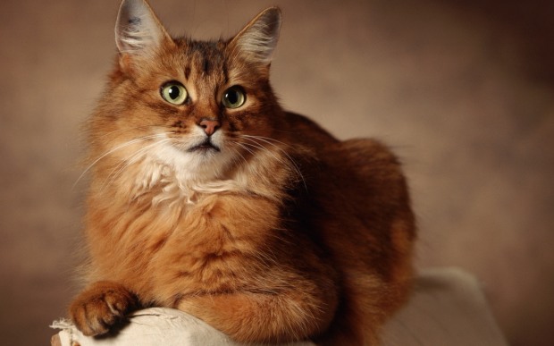 Дневник кота-параноика