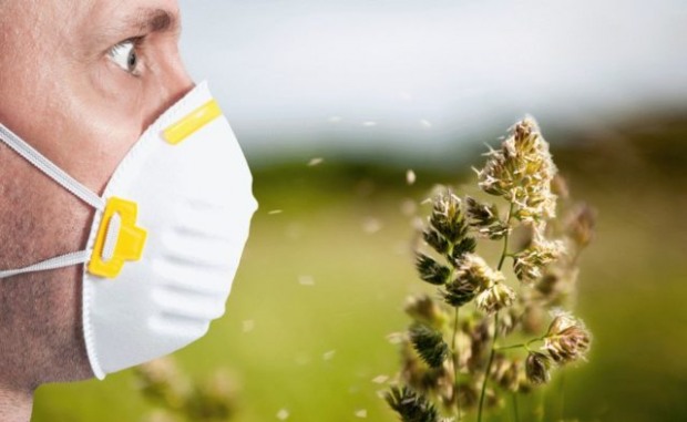 Амброзія схвилювала  міськраду