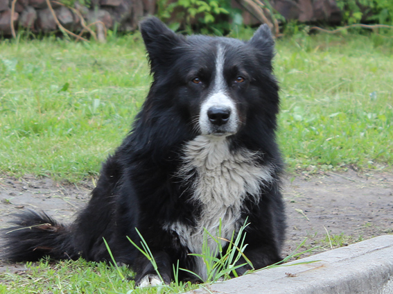 В субботу вечером на ул. Каруны стреляли догхантеры