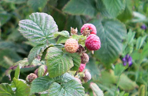 Как «органики» подтягивают нашу экономику