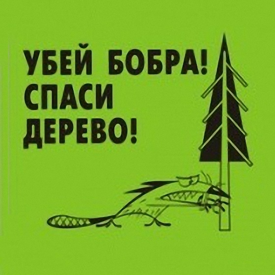 Нашествие бобров из Донбасса грозит Днепропетровщине экологической катастрофой