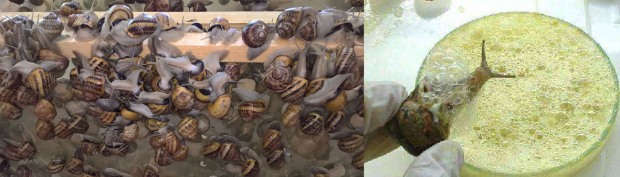 Precious snail mucus is collected on the Zdravlyk farm in Ukraine