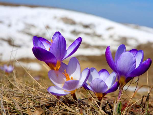 Лунный посевной календарь на март 2019 года