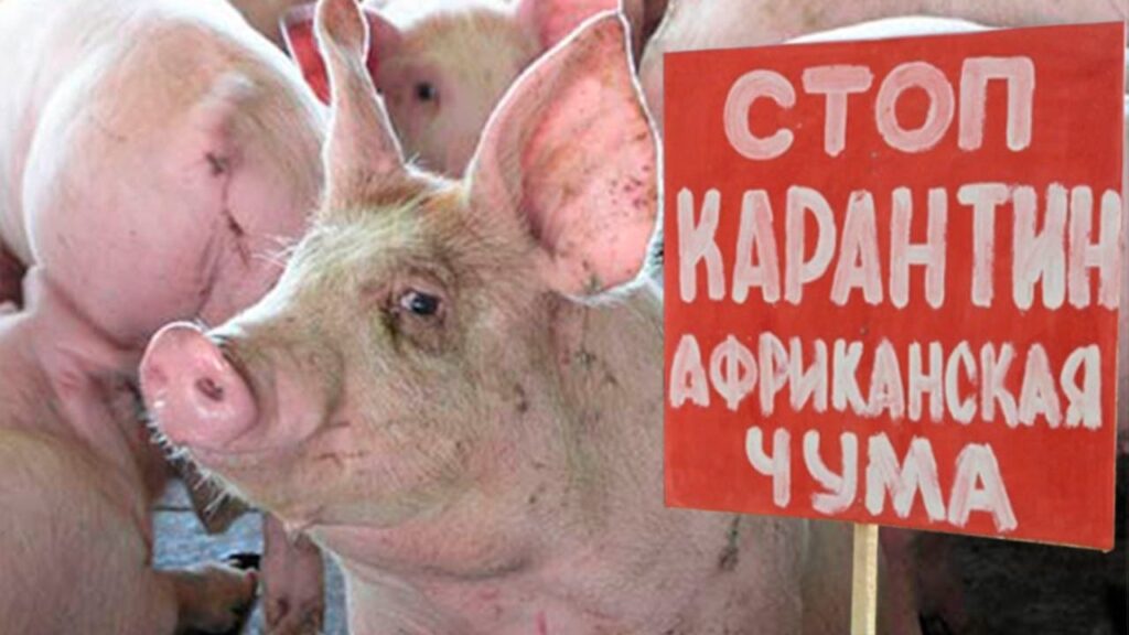 На Дніпропетровщині зафіксували спалах африканської чуми свиней