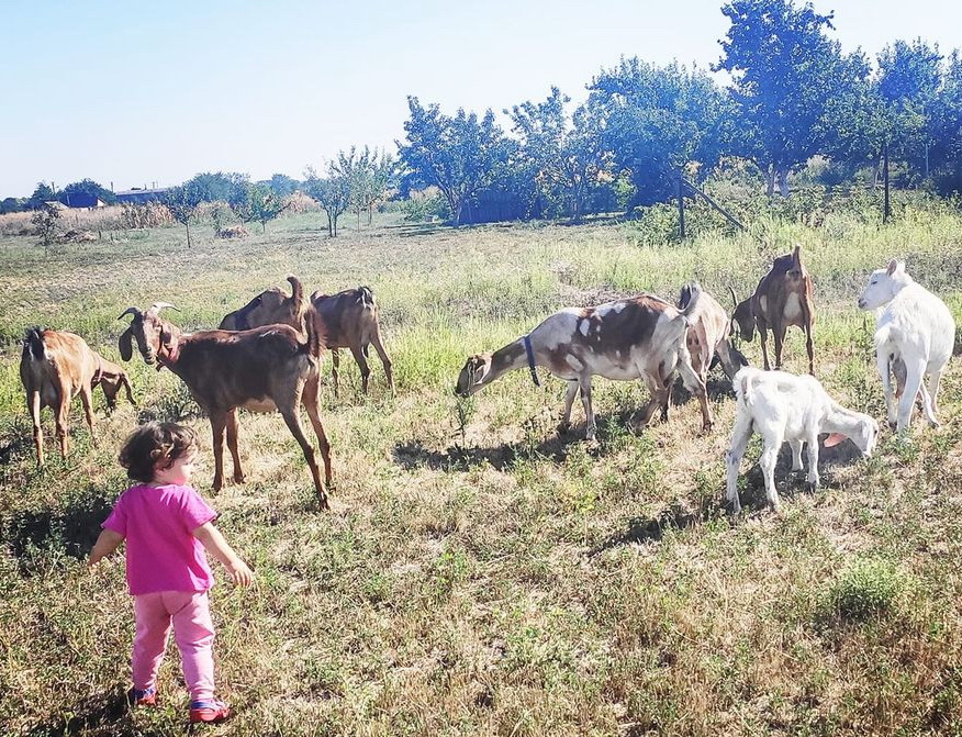 «Дитину оформити швидше, ніж козу». Про сільський бізнес на прикладах з Піщанської ОТГ