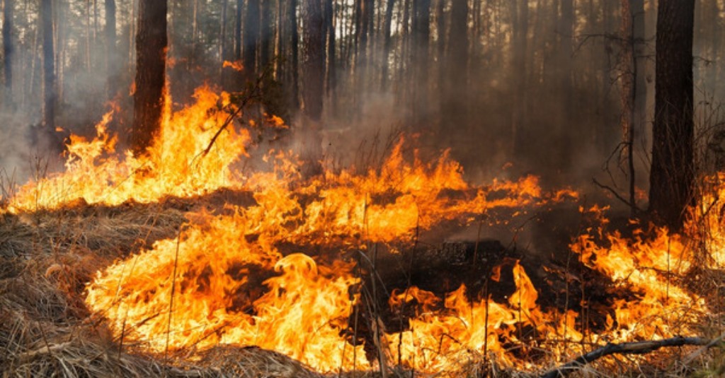 На Дніпропетровщині 130 разів горіли ліси