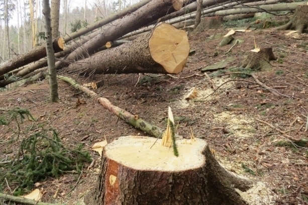 Незаконна порубка лісу: на Дніпропетровщині зупинили незаконне спилювання дерев