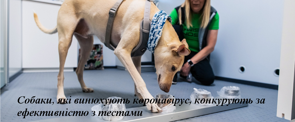 Собаки, які винюхують коронавірус, конкурують за ефективністю з тестами (фото)