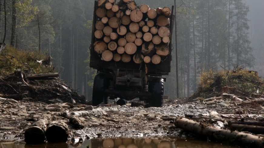 У Магдалинівському районі поліцейські виявили незаконну вирубку лісу