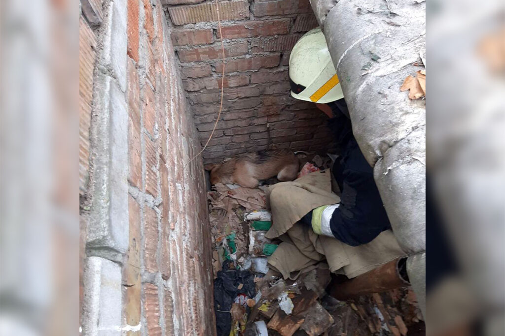 Дніпровські рятувальники визволили собаку з пастки