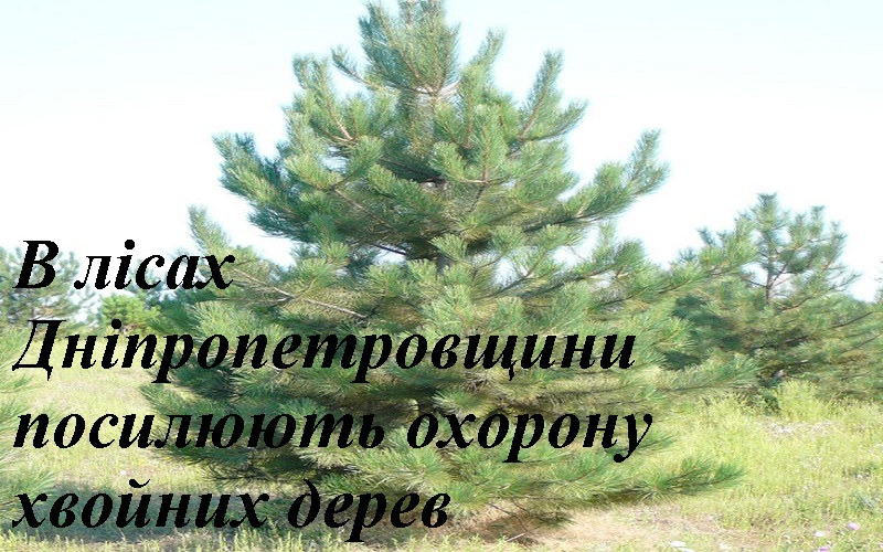 В лісах Дніпропетровщини посилюють охорону хвойних дерев