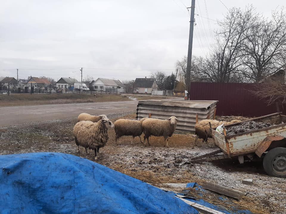 В Павлограді чоловік пас овець на цвинтарі