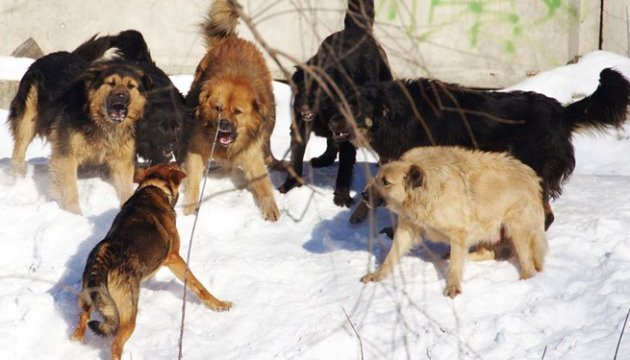 На Дніпропетровщині зграя собак тероризує дітей-інвалідів