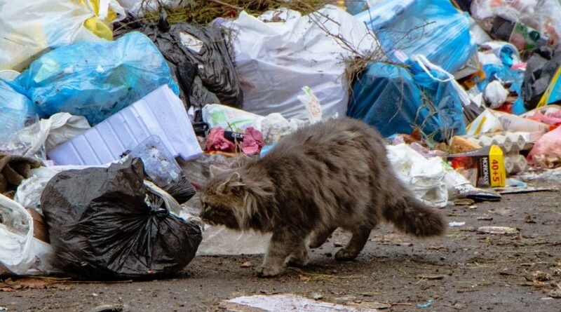 У Дніпрі вирішують проблему із вивезенням сміття