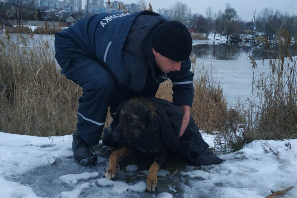 На Дніпрі рятувальники витягли з крижаної води чотирилапого