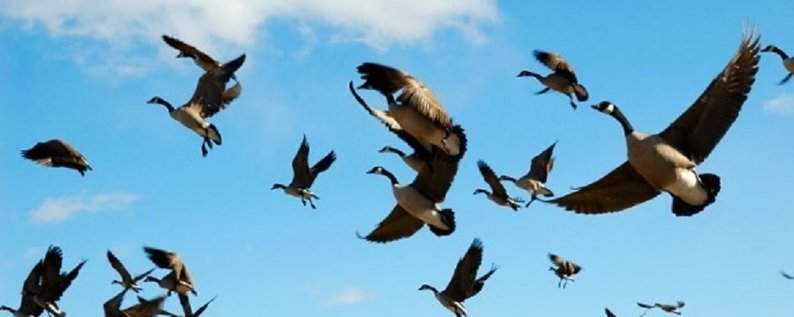 З настанням весни на Дніпропетровщину повертаються перелітні птахи