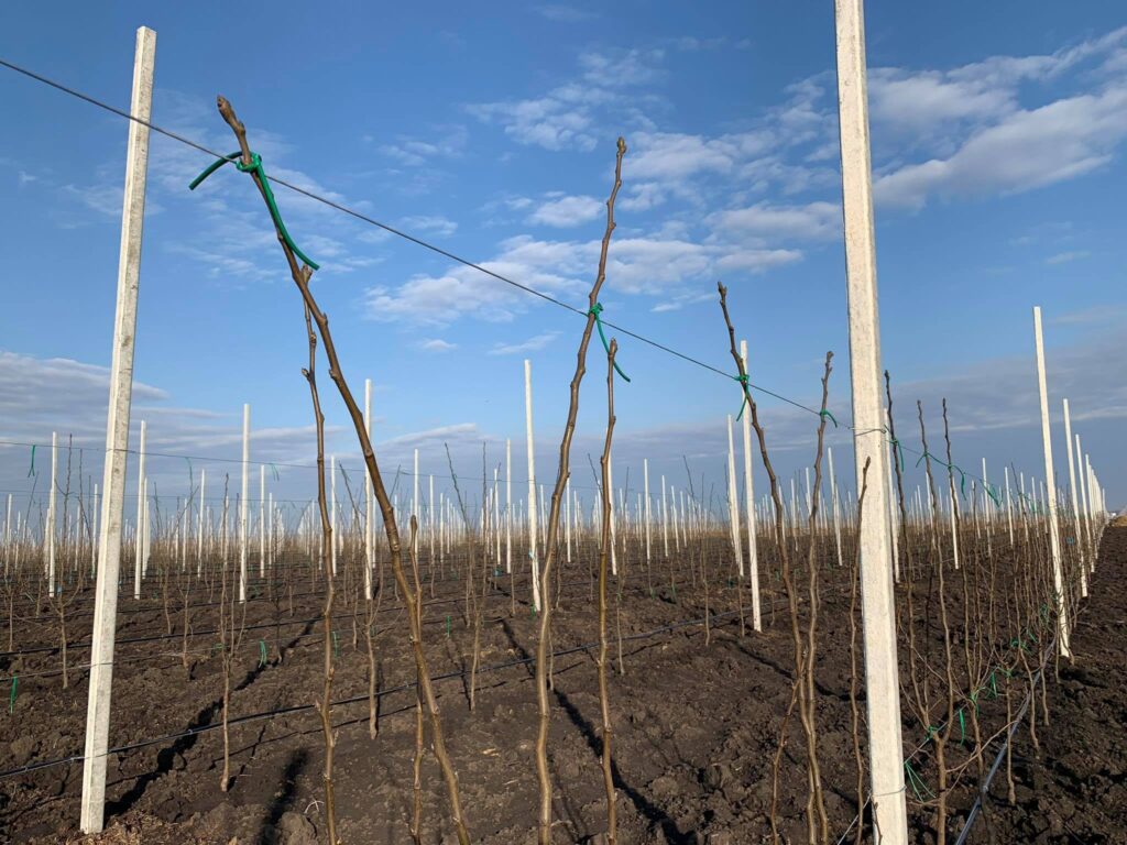 Агрокомпанія Єрмолаєва заклала грушевий сад на Дніпропетровщині