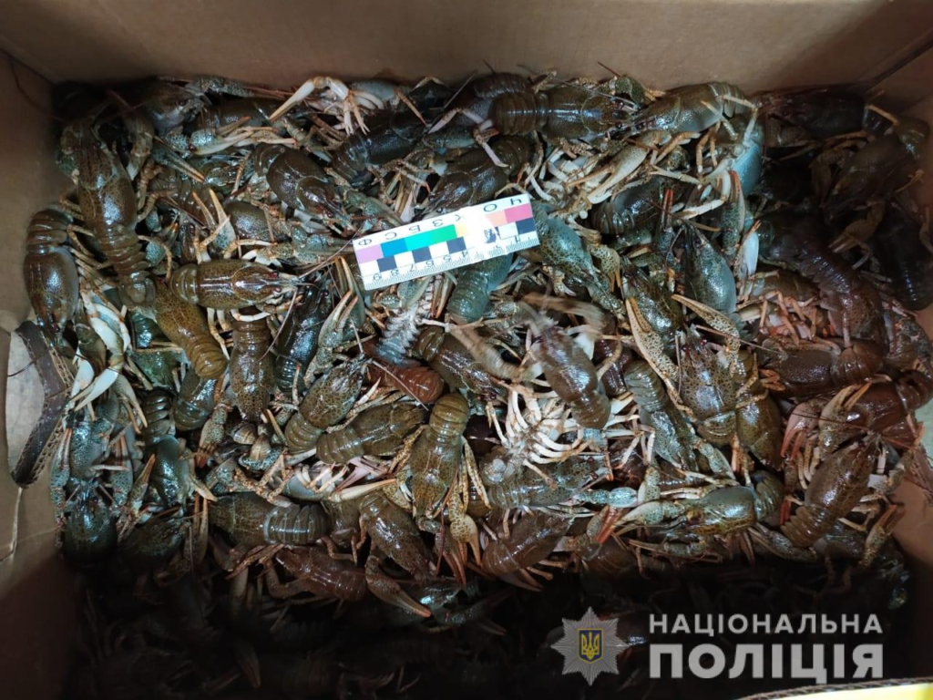 У Нікополі вилучили майже 100 кг раків під час нерестової заборони