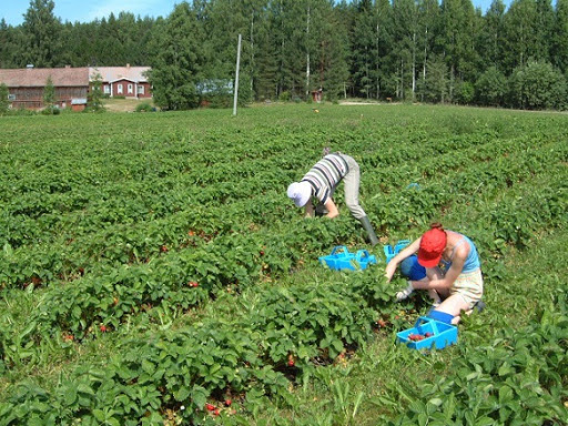 Більше 30% українців готові їхати на сезонні роботи всередині країни
