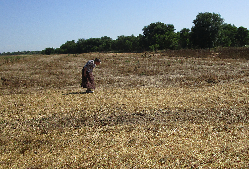 Поліг ячмінь на полі, яке ГО «ЛАРП» повернуло громаді, а поле незаконно засіяли