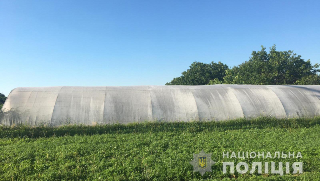 Під Кривим Рогом іноземець виростив канабіс на три мільйони гривень