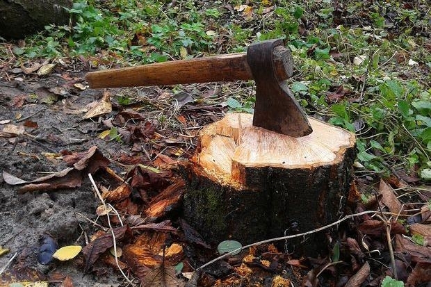 На Дніпропетровщині чоловіка засудили за незаконну вирубку дерев