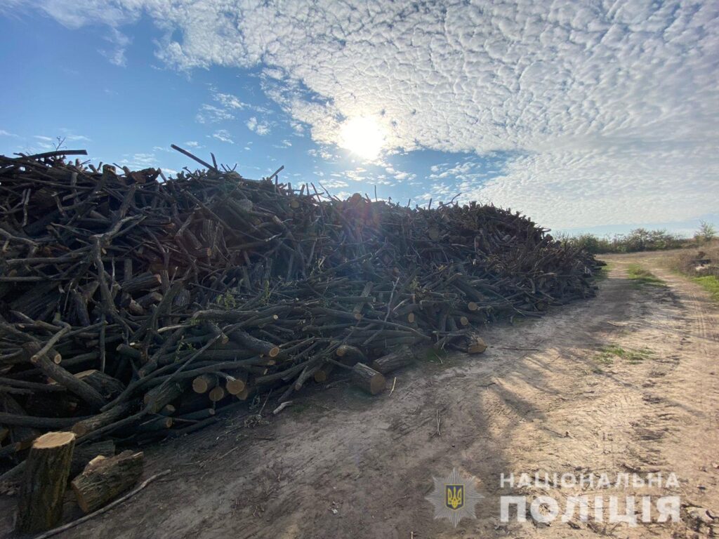 На Дніпропетровщині виявили 1200 кубів незаконно вирубаних дерев