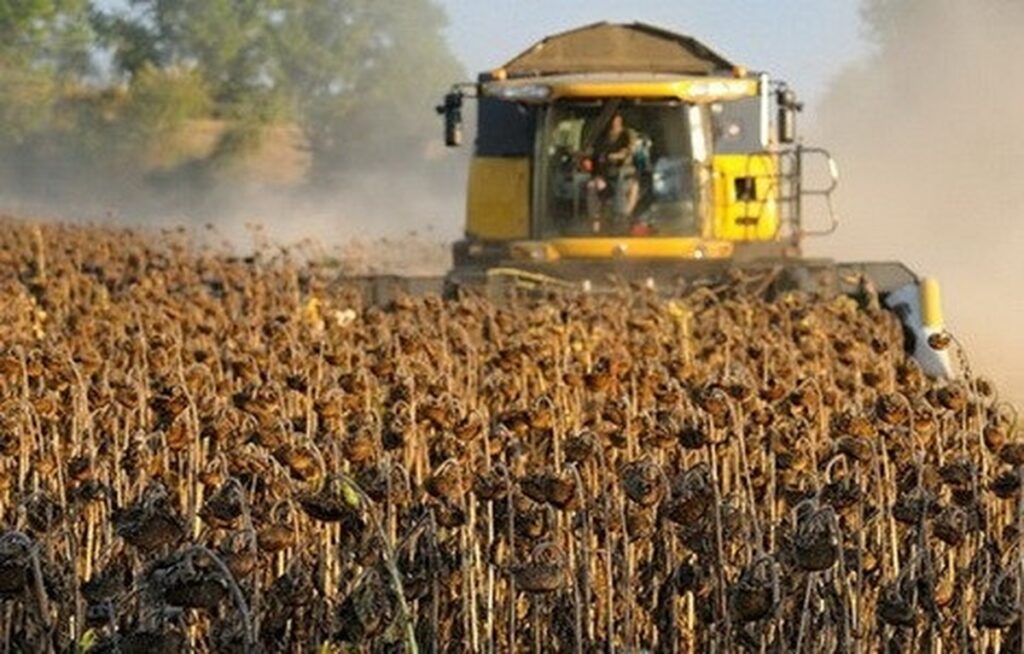 На Дніпропетровщині завершують збирати врожай пізніх зернових культур