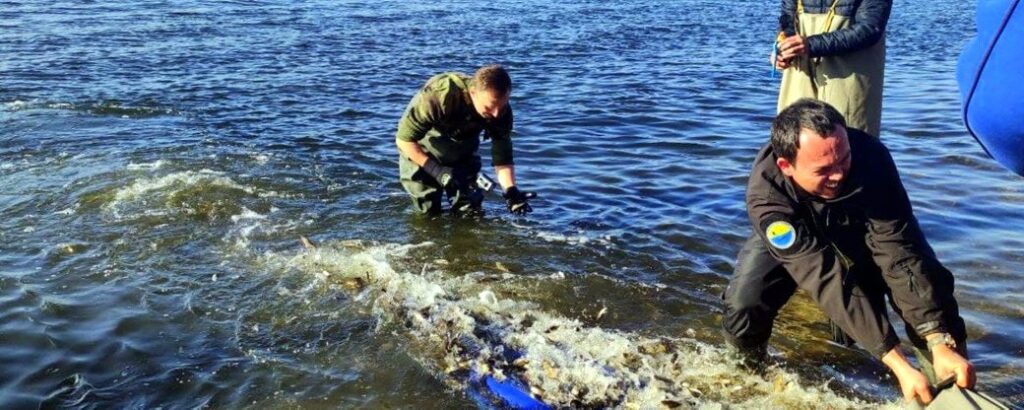 У Дніпро випустили понад тонну мальків