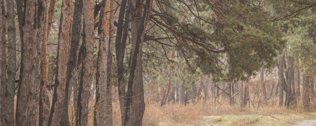 У Дніпрі до голосування “Бюджету участі” серед двох схожих проєктів допустили дорожчий