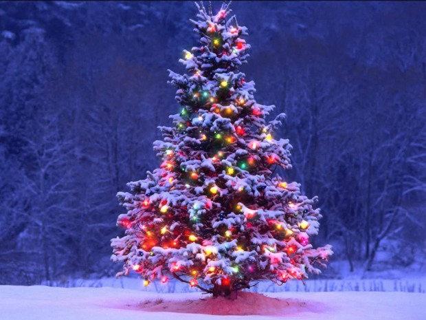 Новорічна оренда: квартир подобово стало більше, а ціни не змінилися