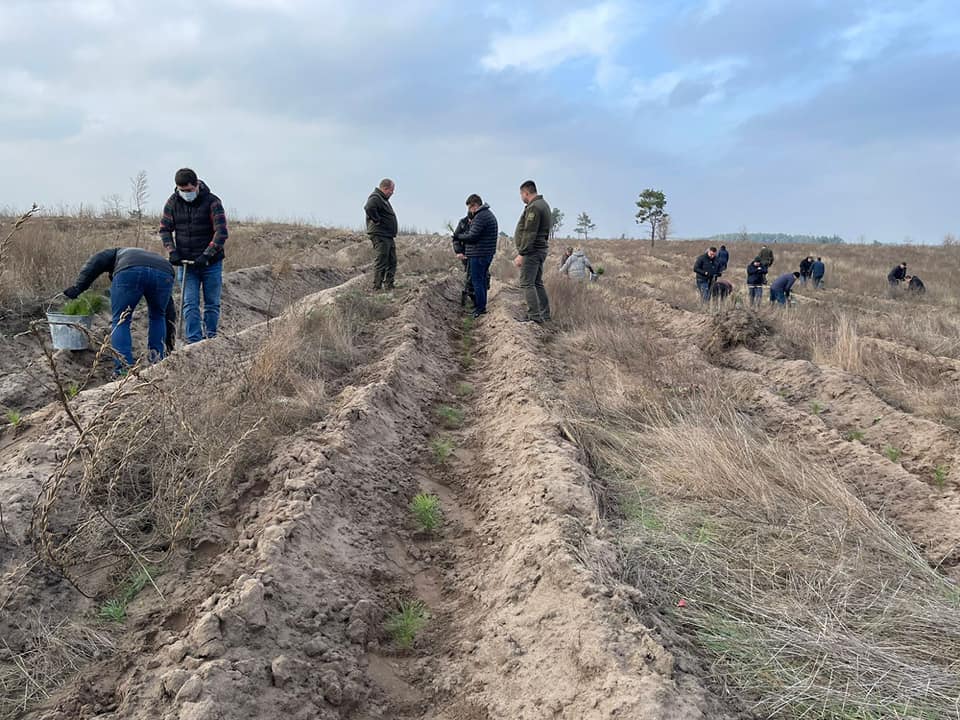 На Дніпропетровщині в ході кампанії з озеленення висадили 1 млн дерев