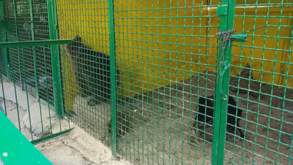 Під Новомосковськом власники зоопарку знущаються над ведмедями
