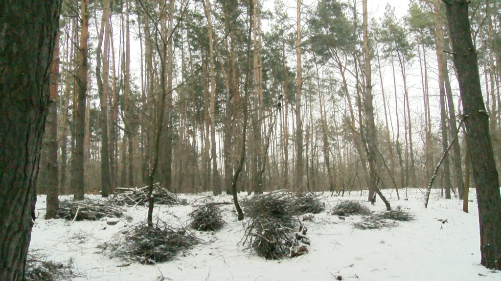 Піщанська сільрада незаконно роздає землі лісгоспу (відео)