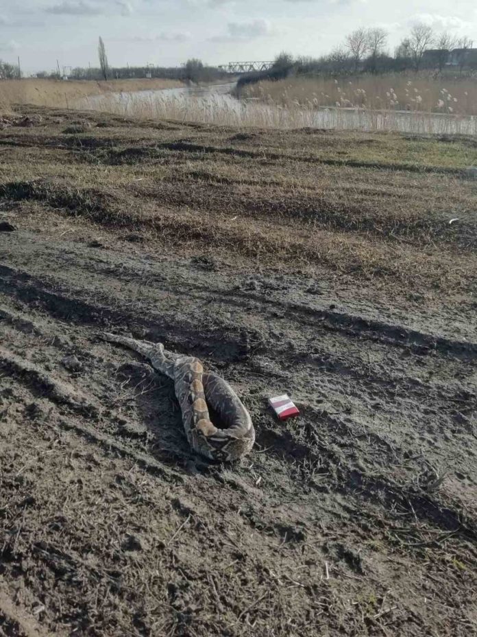 На Днепропетровщине нашли труп удава