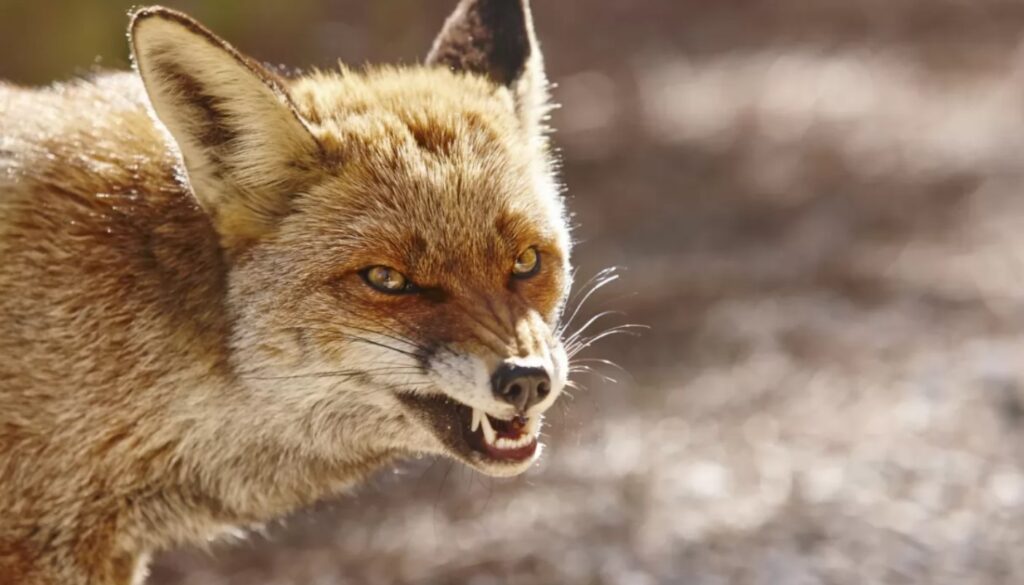 На Дніпропетровщині оголошено карантинні обмеження через випадок сказу