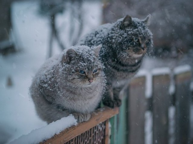 До -14 ночью: в Украине идет резкое похолодание