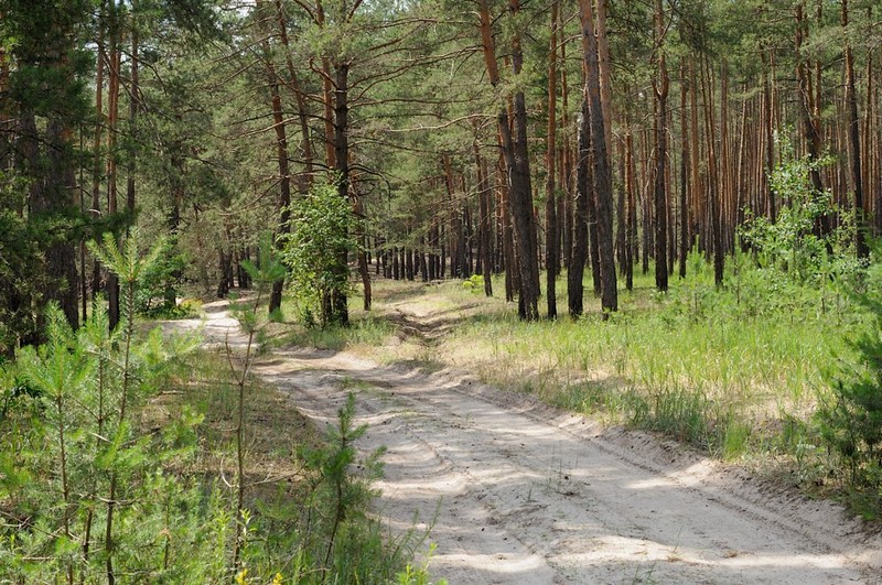 На Дніпропетровщині заборонили відвідувати ліси