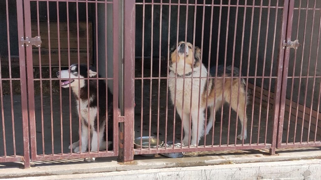 Прихисток для тварин: у Дніпрі КП «Зооконтроль» приймає домашніх улюбленців, зокрема із зони бойових дій