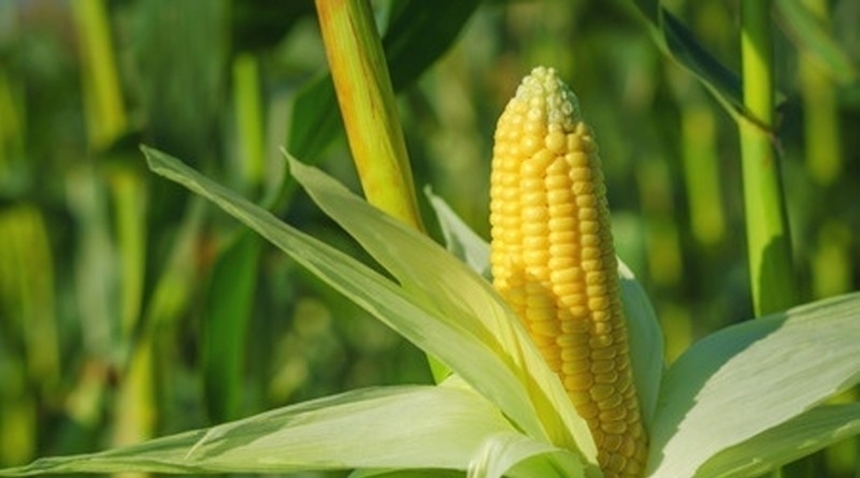 Аграрії Дніпропетровщини отримали насіння кукурудзи від компанії Bayer