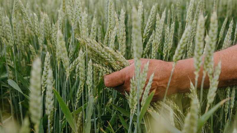 У червні експорт агропродукції зріс на 30% — асоціація