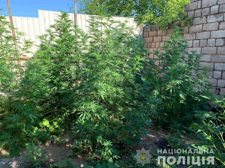 У Кривому Розі троє чоловіків вирощували та висушували маріхуану