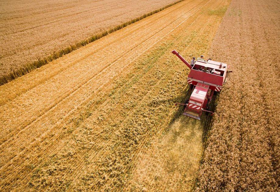 В уряді покращили прогноз збору врожаю в 2022 році до 65-67 мільйонів тонн