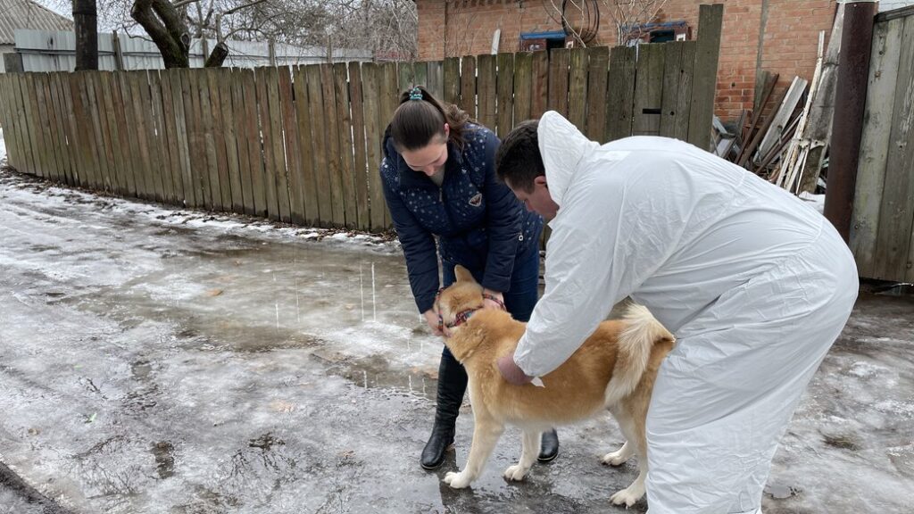 З початку року на Дніпропетровщині зафіксували 11 випадків сказу серед диких та свійських тварин
