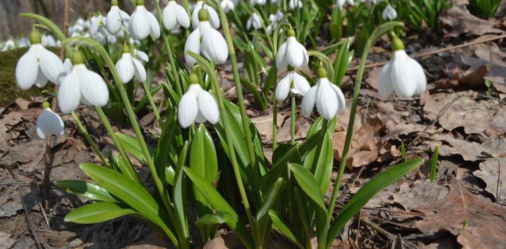 Мешканцям Дніпропетровщини нагадали про заборону зривати, викопувати та продавати первоцвіти