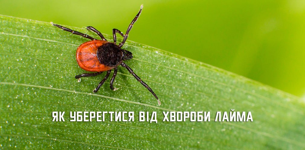 На Дніпропетровщині цьогоріч зафіксували 8 випадків хвороби Лайма: як уберегтися 