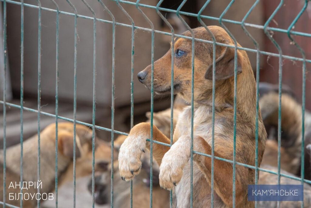У Кам’янському виділять додаткові кошти на притулок для тварин
