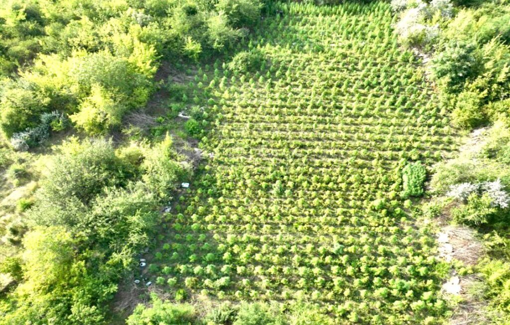 У Криворізькому районі поліцейські виявили посів конопель серед поля