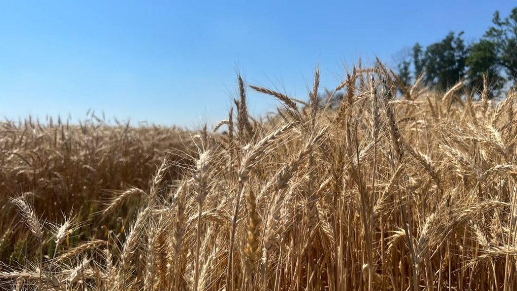 У трьох районах Дніпропетровщини завершили жнива: скільки тонн врожаю зібрали